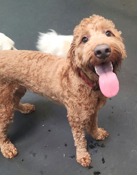 Meet Murphy!!! This guy is a character for the ages. He possibly could love Lucky Dog more than any dog in the history of LD. What a great boy! I promise you this once you meet him you’ll never forget him!!! 2021-09.jpg