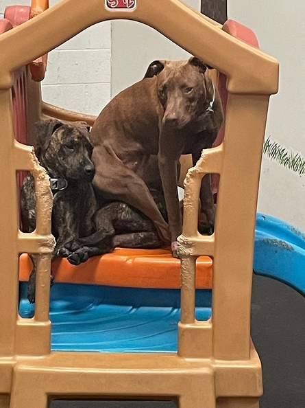 Meet Chloe and Cam!!! This brother and sister tag team is full of energy. Talk about your all-day players!!! These two pups play till they fall asleep on the equipment. These two will brighten up anyone’s lousy day!!! 2021-10.jpg