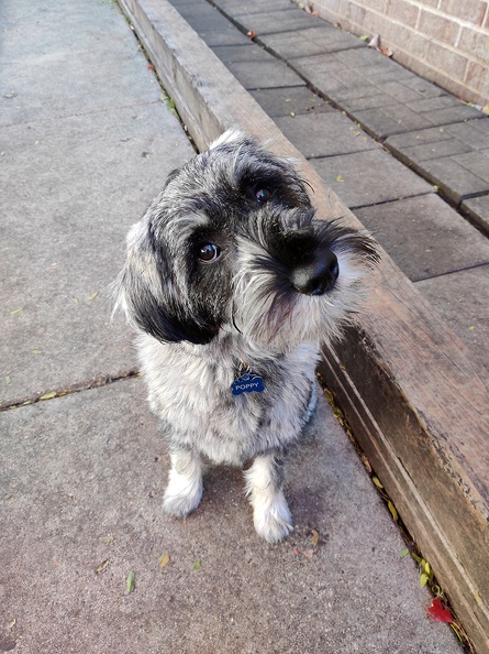 Meet Poppy! Around these parts you can see her sitting on slides and other equipment. She is one sweet pup. She loves her cots and fans. She shares everything from the balls to the cots. She is one of the best pups we have! 2021-11.jpg