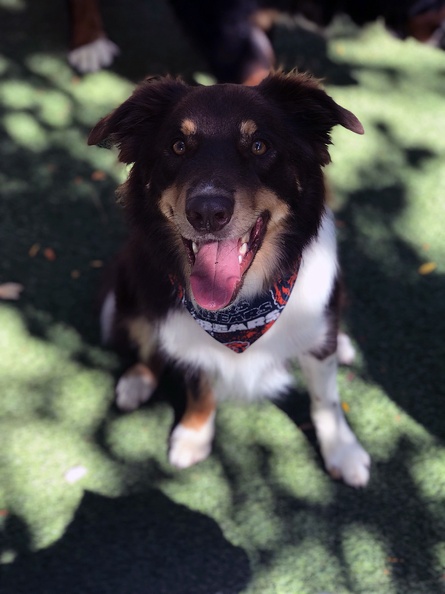 Meet Kam!!! This guy is the life of the party! This guy hangs with the big boys!!! He is a great and wonderful player. He is one our best all-around dogs! Sweet and energetic all at once. He is always playing with a person or a ball!!! 2021-12.jpg