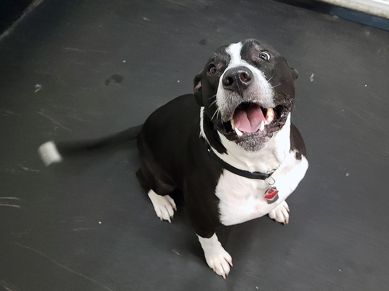 Meet Bandit! Around these parts you can see him following Rick around or at the fence for close-ups. He is one sweet pup. He loves being petted and the squirt bottles. He is one of the kindest nicest pups we have here. He loves Lucky Dog and the staff!!!! 2022-01.jpg