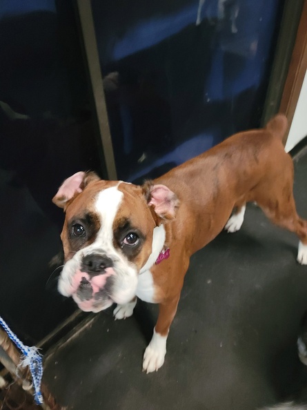 Everyone meet Lola!!! This dog has so much sass in her. If you Google sassy this is the pic that will probably pop up!! You can find Lola anywhere and everywhere here at LD. She has more dog friends than any dog that has been here. Big and small she loves em all!!! We love ya Lola!!!! 2022-02.jpg