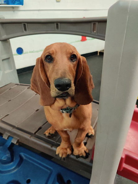 Meet Homer!!! This guy is the life of the party! This guy hangs with the big boys!!! He is a great and wonderful player. He is one our best all-around dogs! Sweet and energetic all at once. He is always playing with other dogs!!! 2022-03.jpg