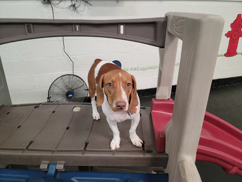 Meet Reed!!! This daredevil pup can be seen in pics daily playing with every dog that comes through the door. He is a 1 year old Beagle Dachshund mix. This guy can hang with the best of 'em!!! 2022-06.jpg