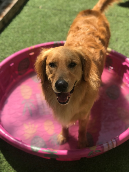 Meet Cassius aka Cash Money!!! This guy is full of life and energy. He is a great player and fantastic role model for younger pups. He is always involved in any activity around here and is a ham for pictures!! 2022-08.jpg