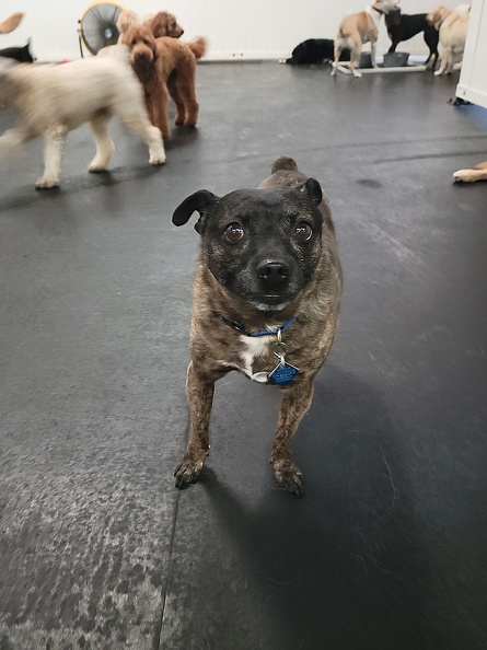Meet Buddy! This li'l feller is a riot! He is like a mullet, business in the front and party in the back!!!! He, is a great little pup that we have loved since his first day. Stay cool, Buddy, don’t ever change!!! 2022-09.jpg