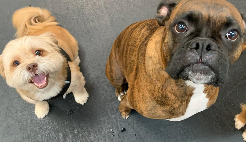 Meet Tuffy and Bowser!!! This tag team is full of energy. Talk about your all-day players! These two brothers will play 'till they are picked up. Even then they don’t want to leave. These two will brighten up anyone’s lousy day!!! 2022-10.jpg