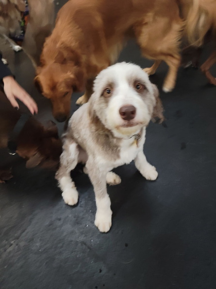 Meet Mercy!!! This daredevil pup can be seen in pics daily playing with every dog that comes through the door. She is a 1 year old Aussie Doodle. This gal can hang with the best of em!!!!! 2022-11.jpg