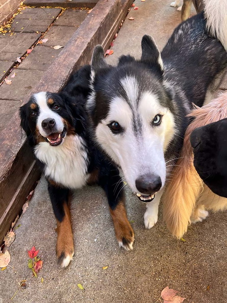 Meet Entei and Absol!!! These 2 pups belong to Olivia and Chris and can be seen in pictures daily. They love being mentors to the new recruits. Entei shows them compassion while Absol shows them how to run wild!!!! 2022-12.jpg