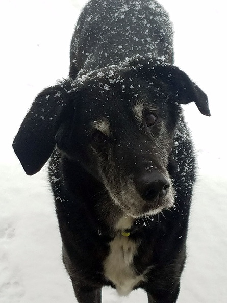 Meet Rory!!! This is the Original Lucky Dog. She has greeted more dogs than we can even know! She is a loving lab mix that belongs to the owners Jack and Collen Collins. This beautiful girl is 15. She is still around from time to time. So if you see her make sure to giver her some love. She started this whole thing! 2023-02.jpg