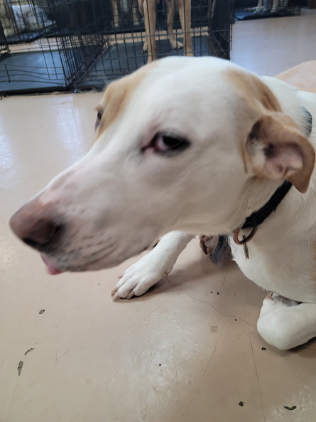 Meet Norma!!! She is a Lab mix with a ton of spunk. Norma is great with dogs of all sizes and really loves her human friends here at Lucky Dog. Norma always steals the show when she arrives!!! 2023-03.jpg