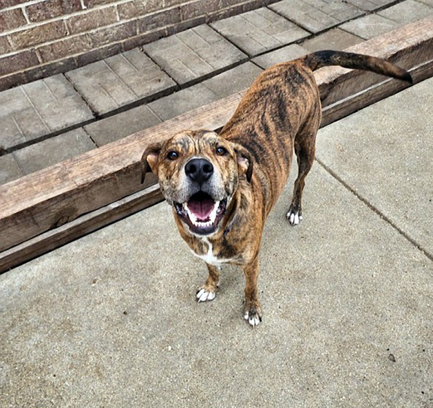 Meet Chewie!!! Around these parts you can see this dude battling it out with all sorts of pups! Chewie is a great daycare mentor pup and boarding mentor. He shows the new dogs the ropes. Chewie love all people and dogs. He is an amazing boy!!! 2023-04.jpg