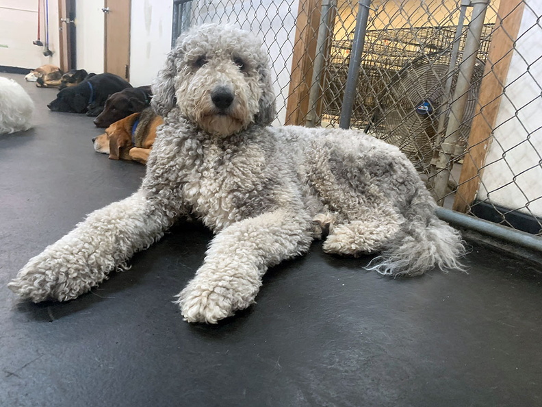 This beautiful bernedoodle is Coco V! She’s a big girl that loves to run around with the big pups and roll on the floor with the smaller guys! She loves getting attention from all the wranglers and you can catch her having a quick snooze in a playset or by the fan! She’s one of the sweetest pups here! 2023-05.jpg