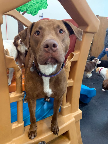 Piper is a Pitbull/Lab mix and is 2 years old. She is a ball of energy! You can always catch Piper playing with any dog or running after a ball. She loves going around and giving everyone kisses! Dogs and Hooomans! She is a super sweet girl and a great addition here at LD!!!! 2023-08.jpg