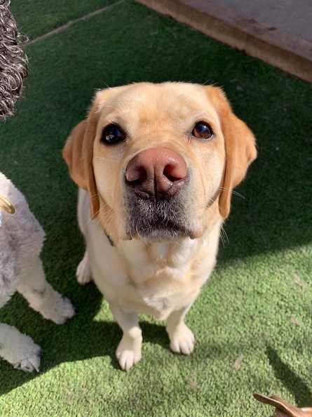 Meet Dakota!!! Dakota is a gorgeous, 2-year-old yellow lab. This friendly girl has been coming since she has been 5 months old and she's been making friends ever since! Everyone loves seeing this goofy girl flop around the room! 2023-11.jpg