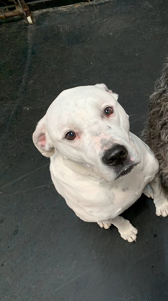 Meet Walter!!! Walter is a 9 year old American Bulldog and Lab mix. This handsome guy has been running around with us for 5 years and he is still so excited to play everytime he comes in! He is a very smiley boy and loves to show his pretty smile. He is really the whole package! We love you, Walt! 2024-01.jpg