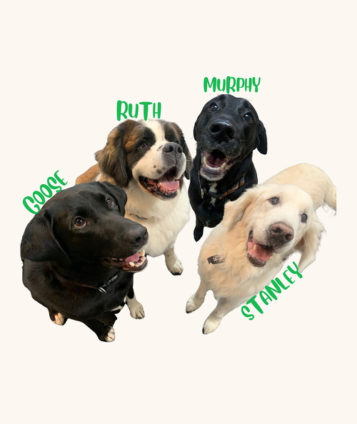 These are the Kautz Dogs! They are one of the only families with 4+ dogs that come to play with us! And they have been playing here since 2010! Stanley was the first to join us being almost 14 years old! Its always a paw-ty when they come in! 2024-03.jpg