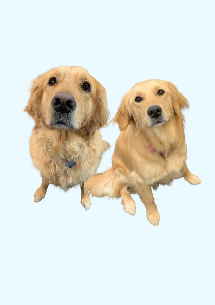 Meet Lucy and Judy!! Lucy and Judy are both gorgeous golden retrievers. Lucy is 4 years old and Judy is 2. They are both feisty girls but love to rolling around and play with everyone! We are lucky to have them here at Lucky Dog! They are some of the best goldens we have! 2024-06.jpg