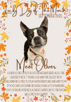 2025-09 (10621 visits) Oliver is the cutest Boston we have here! Also the craziest! He is 7 years old and the silliest boy ... 2025-09