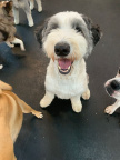 2025-10 (5870 visits) Woodson is a 2 year old Sheepadoodle. This flufy guy is a ball of fun! He loves to come in and rumbl... 2025-10