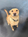 2025-11 (3564 visits) Meet Daisy B! This cutie is a 3 year old Chiweenie! And she’s a feisty lady! She loves wrestling w... 2025-11