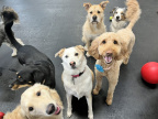 2026-08 (4546 visits) Stormy is a 4 year old Catahoula Leopard mix! She has been roughhousing with us since 2022. She is a... 2026-08