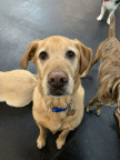 2026-09 (4508 visits) Wrigley is a Golden retriever and Lab mix. He has been a Wednesday regular for almost 6 years! He is... 2026-09