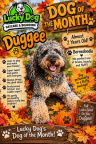 2026-10 (4181 visits) Duggee is a 2 year old Bernedoodle - the perfect mix of brains, beauty, and fluff! He loves to play ... 2026-10