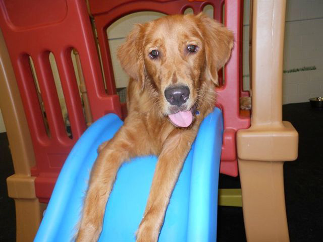 This is Frank, a red , golden retriever.
Frank is the perfect client for Lucky Dog. He takes advantage of everything we offer. He plays with all dogs of all sizes, has a great temperament, loves to fetch, chase and is an expert climber on the playground equipment. Lucky Dog was made for dogs just like him! 2010-09.jpg