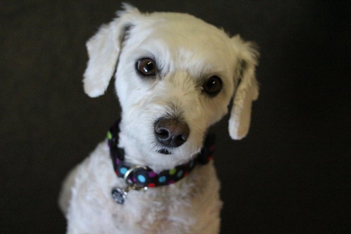 Meet Maci! This little bundle of joy is a regular here at Lucky Dog. Bounding in with energy and enthusiasm, Maci comes ready to go. As a regular, Maci has her prefered friends, but her social skills allow her to interact with all dogs of all sizes, thus becoming one of the groups favorites. Proof the good things come in little packages. 2011-06.jpg