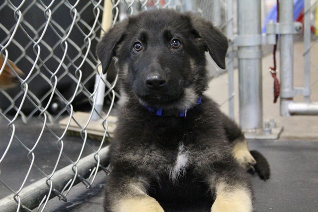 Meet Max! The living proof of the puppy play hard / sleep hard theory. One minute Max is in the middle of a great wrestling match, and the next minute he's sound a sleep. Max is a six month old German Shepherd who loves all dogs of all sizes. He gets the same love back from all the Lucky Dogs. We are all anxiously awaiting the arrival of Max's erect ears. Then, he'll be sporting a whole new look. 2011-05.jpg