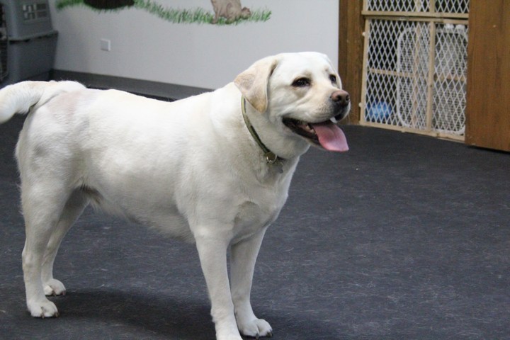 Meet Riley. This sweet, yellow lab is a friend to all. Just look at that happy face. Riley makes all of us at Lucky Dog feel as happy as she looks. A great player who really loves the pool! 2011-07.jpg