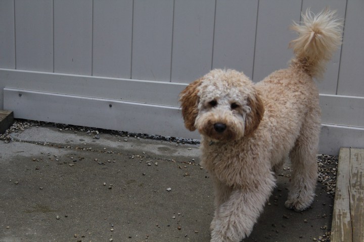 Meet Finn, (Finnegan). This little firecracker is one of the straws that stirs the Lucky Dog drink! There's never a dull moment with Finn. He's always looking to play and loves to wrestle. There's no doubt in our minds that Finn goes home and sleeps very well at night! 2012-01.jpg