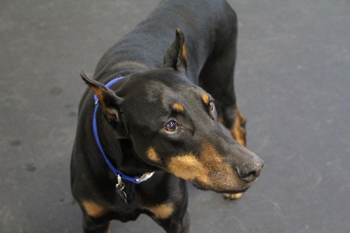 Meet Caesar! This Doberman is the best. You'd never guess that this guy is 10 years old. He still plays and greets like a puppy. Here at Lucky Dog we call Caesar the Greeter . He's always the first to let out a bark of hello to all dogs and owners. You can tell Caesar is a loving and loyal friend, both traits of the Doberman. 2012-06.jpg