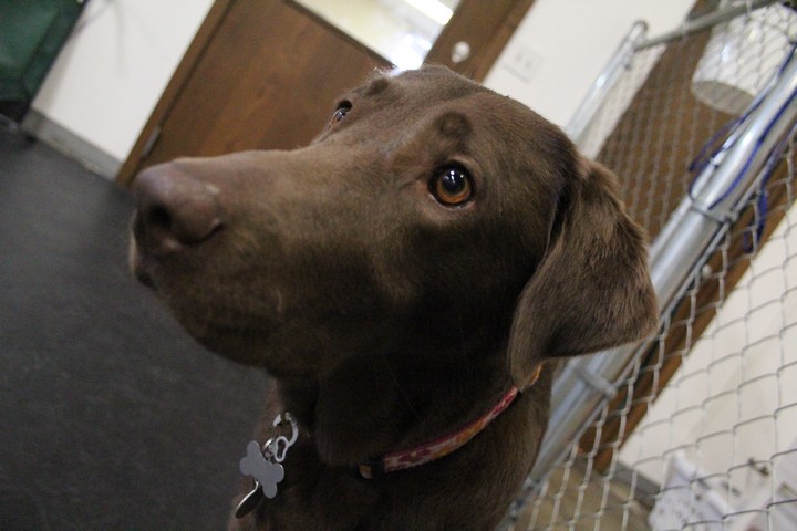 We love Lucy!! It's true Lucy is a ball of energy and love. This chocolate lab loves playing with all dogs of all sizes, but appears to have a weekness for Labs. She loves our pool and loves splashing around. A great addition to Lucky Dog! 2012-08.jpg