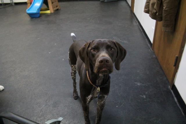 Here's Samwise, our pick for dog of the month. Samwise is a German Short-haired Pointer. We know that when Samwise goes home at the end of the day he has to be gassed. Reports are he sleeps for a day. It's no wonder as Samwise is a great dog, with boundless energy and a great temperament for all dogs. We know that as a hunting dog Samwise is grateful for the opportunity to stretch his legs....and stretch them he does! 2013-05.jpg