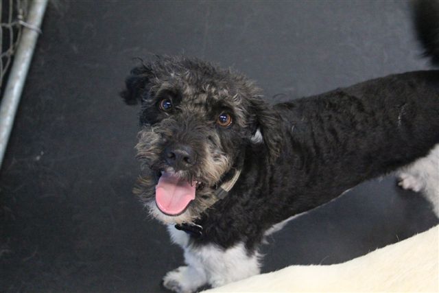 Meet Brooks. He's a Shi-poo mix... and a good one at that. Brooks is one happy guy. He always has a smile on his face and always likes to say hello to the wranglers. His easy temperament and play style make him a popular favorite at Lucky Dog. 2013-10.jpg