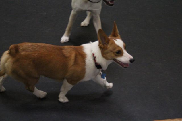 Meet Fonzie. This Corgi is a great helper here at Lucky Dog. Fonzie uses his cattle dog instincts to help round up the dogs when it's time to head outside. He's also a great friend of the little dogs with similar play styles. A great fit here at Lucky Dog. 2014-07.jpg