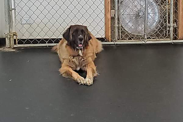 Meet Sadie!!! This gal is the life of the party! Talk about a great looking pooch! You can often find Sadie chilling in front of fans!!! She loves the outside yard more than most. She is a loved camper here at LD. 2020-09.jpg